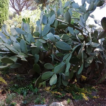טולון T2 36 M2, Rdc De Villa, Clim, Gd Jardin Clos, Animx Ok, Quartier Mt Faron Tres Calme, Wifi, Parking מראה חיצוני תמונה